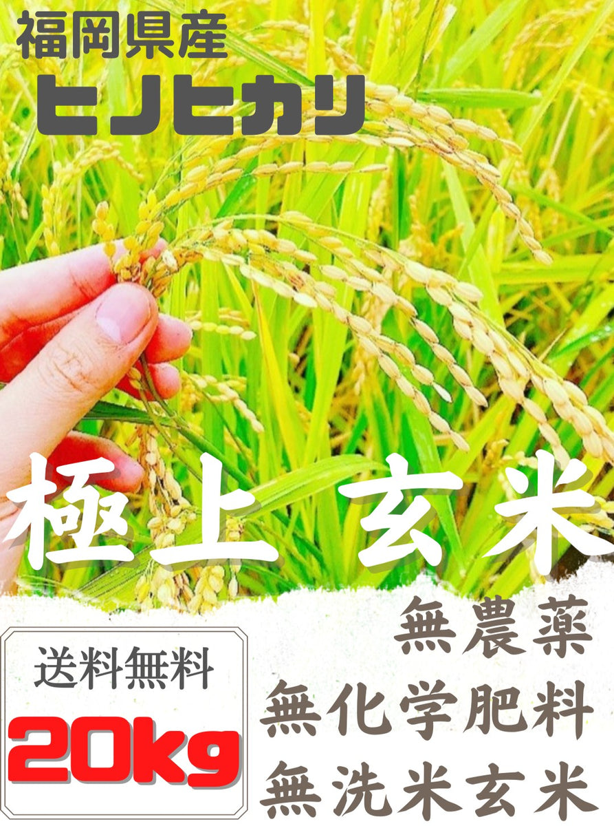 食品 【袋数限定価格】農薬不使用 玄米 20kg