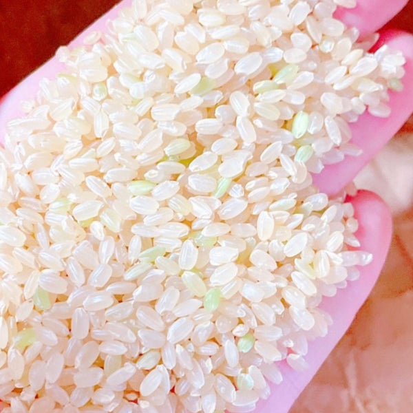 無農薬 玄米【20kg】