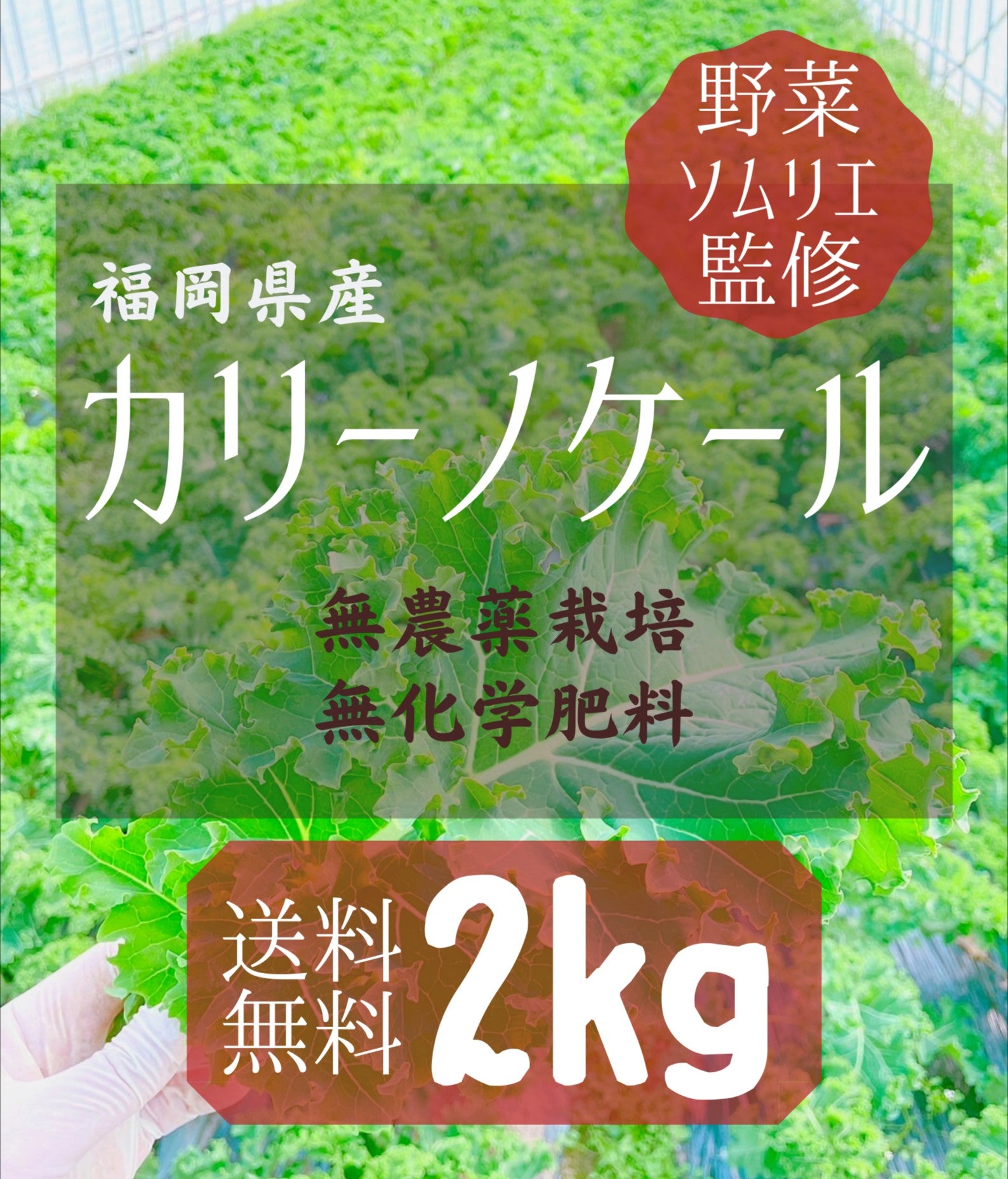 カリーノケール【2kg】