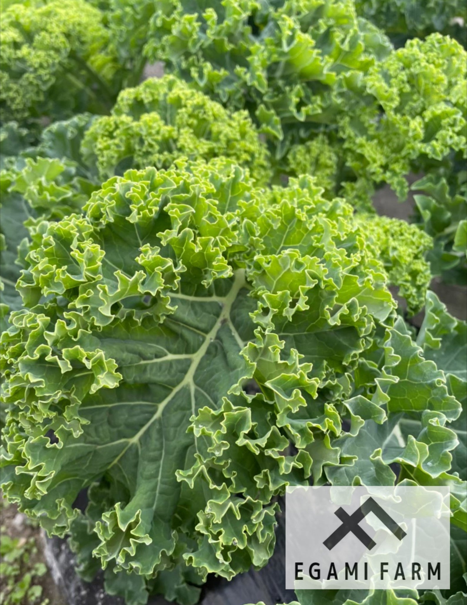 送料無料 通販 激安 カリーノケール【3kg】 farm Egami – 野菜